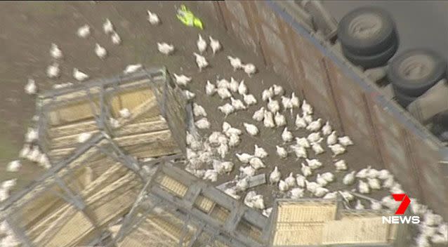 A large number of chickens spilled onto the road when a truck lost control and rolled. Source: 7 News