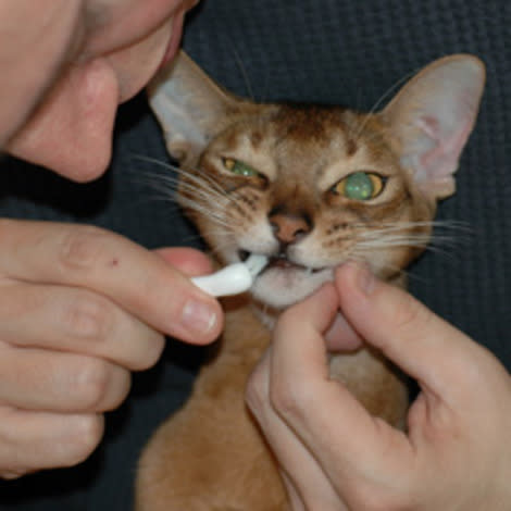 Brushing a cat's teeth