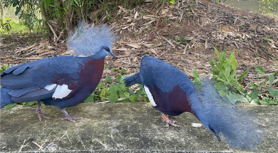 Two beautiful blue birds to walk just centimetres from visitors