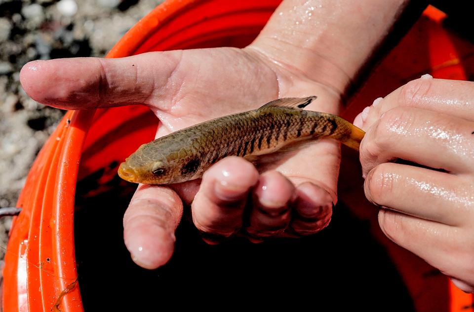 Daire Currid, 10, of Smithfield, shows off a striped killfish.