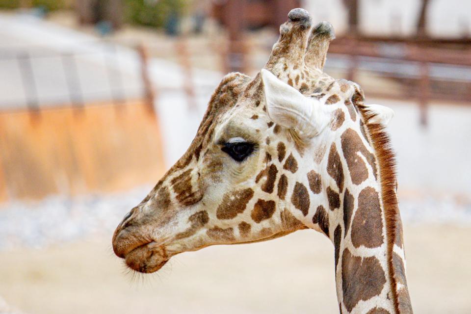 A giraffe is pictured at the Oklahoma City Zoo, on Tuesday, Feb. 27, 2024.