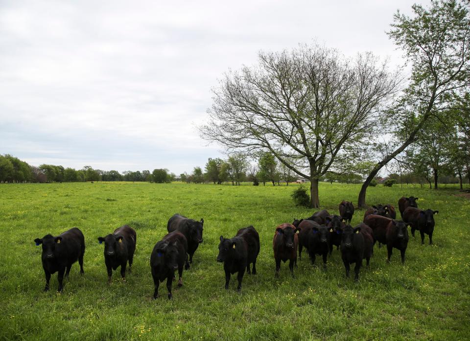 The Lowes raise Angus cattle on more than 1,000 acres.