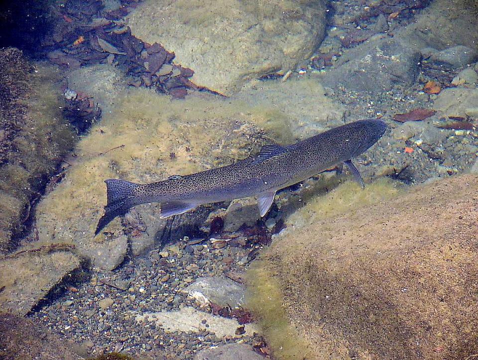 Steelhead in San Carpoforo Creek in 2007.