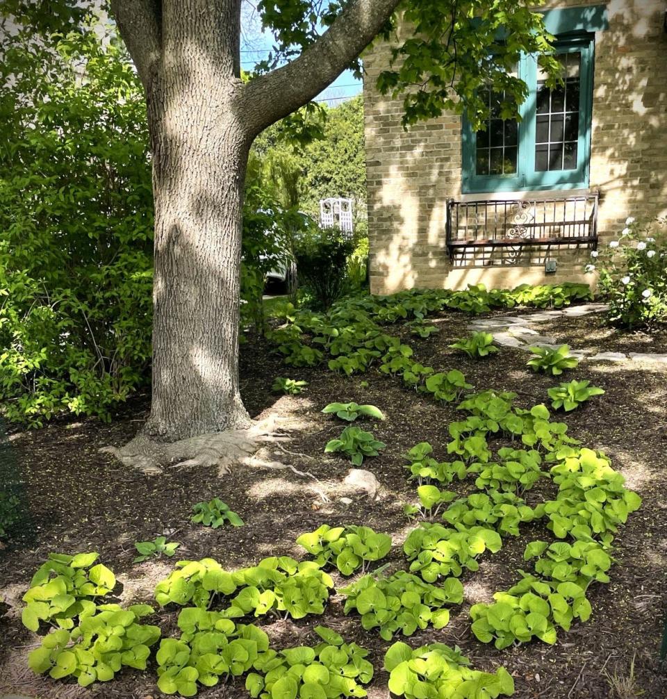 Canadian ginger was chosen as a lawn alternative under a Norway Maple at a Wauwatosa home.