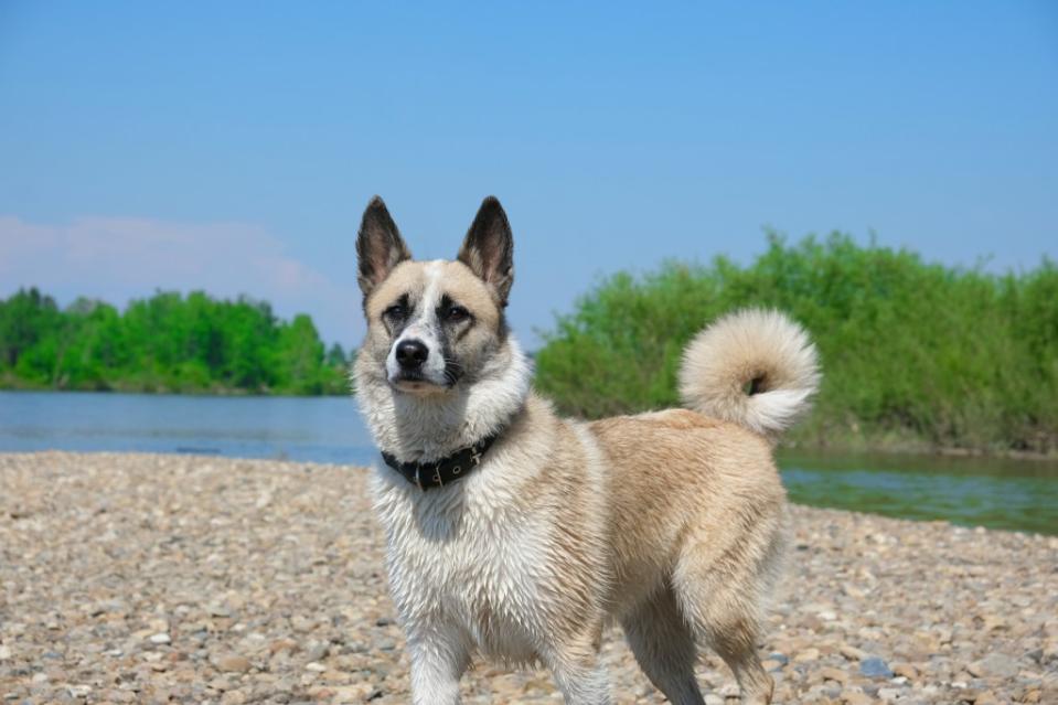 Norwegian Elkhound after swimming in the river, walking near forest pond. Breed distinct from a wolfhound.