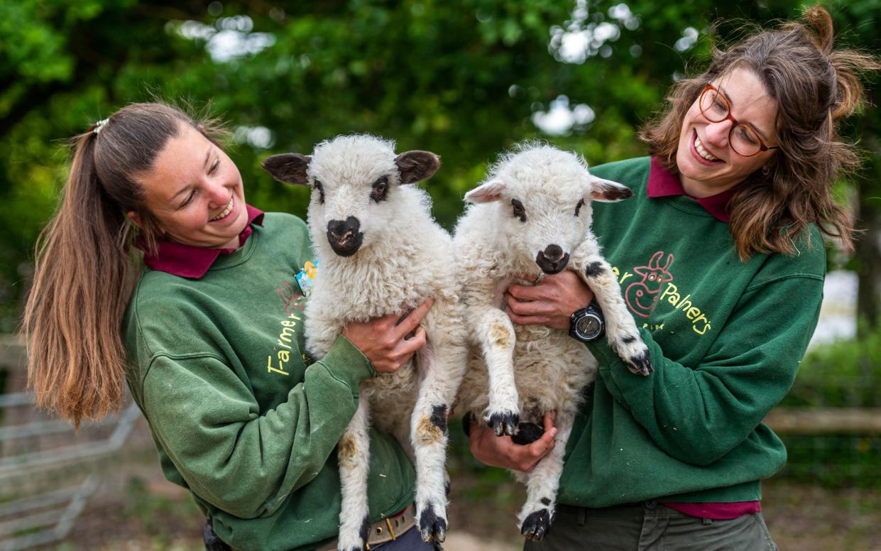 Sheep new breed Shalais Shetland Valais animals farm Farmer Palmer’s petting zoo Dorset - Max Willcock/BNPS