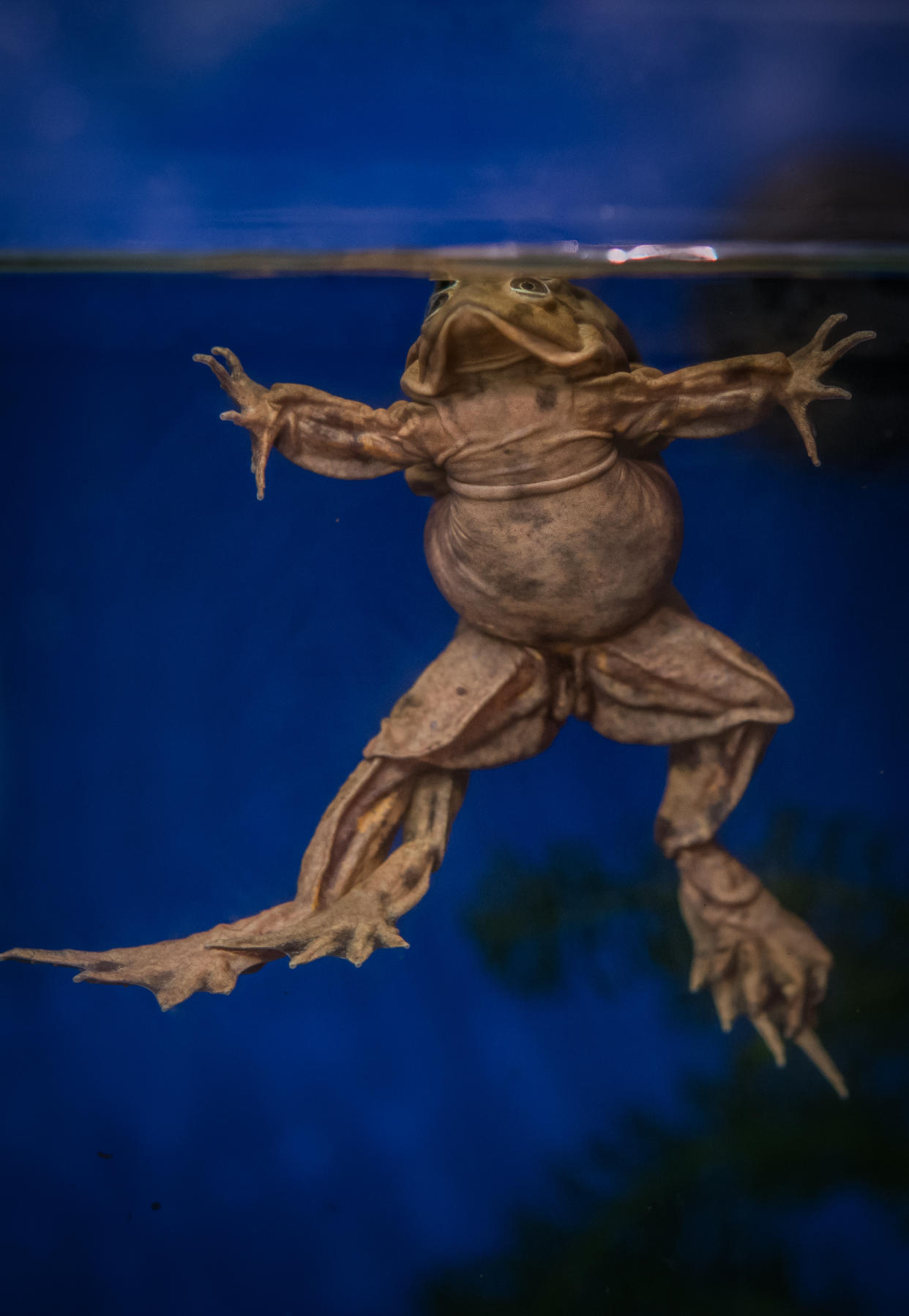 The Lake Titicaca frogs absorb oxygen from water through saggy folds of excess skin (Chester Zoo/PA)