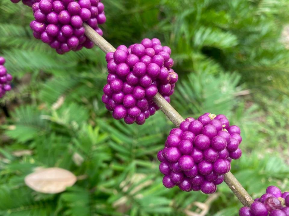 Beautyberry fruits resemble clusters of small pearls. There is also a white variety