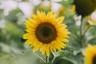 <p>Sunflower seeds are nice and big, so they're well-suited to small hands. Sunflowers will grow happily in a pot, or you can plant them out into the garden once they're established. There are so many varieties to choose from; try 'Giant Yellow' for show-stopping blooms, or 'Teddy Bear' for a fluffy, compact plant.</p><p>Plant your seeds in spring for summer flowers. You can plant them earlier, but you will need to protect them from cold temperatures by starting them off in a greenhouse, cold frame, or indoor windowsill. You will probably need to support the stems with garden canes as the plants grow.</p><p>It's fun for each family member to grow a sunflower plant so you can have a height competition – just remember to name your pots!</p><p><a class="link " href="https://www.thompson-morgan.com/p/sunflower-elite-sun-f1-hybrid/2989TM" rel="nofollow noopener" target="_blank" data-ylk="slk:BUY NOW VIA THOMPSON & MORGAN;elm:context_link;itc:0;sec:content-canvas">BUY NOW VIA THOMPSON & MORGAN</a></p>