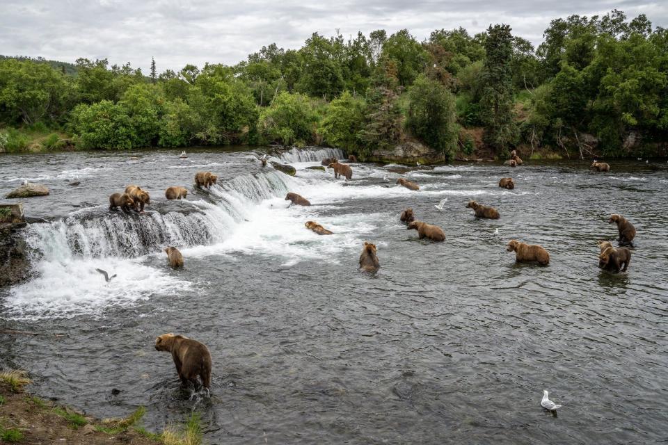 Bears gather at Brooks Falls July 29, 2021.