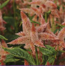 This undated photo provided by PanAmerican Seed shows a cluster of Celway Salmon cockscomb flower plumes. Nurseries and garden centers are expected to stock a plethora of similarly colored plants now that Pantone has named Peach Fuzz as its 2024 color of the year. (PanAmerican Seed via AP)