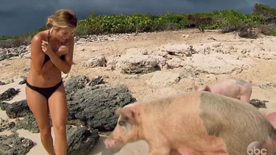 The swimming pigs made headlines when they appeared on the United States version of The Bachelor. Source: abc US