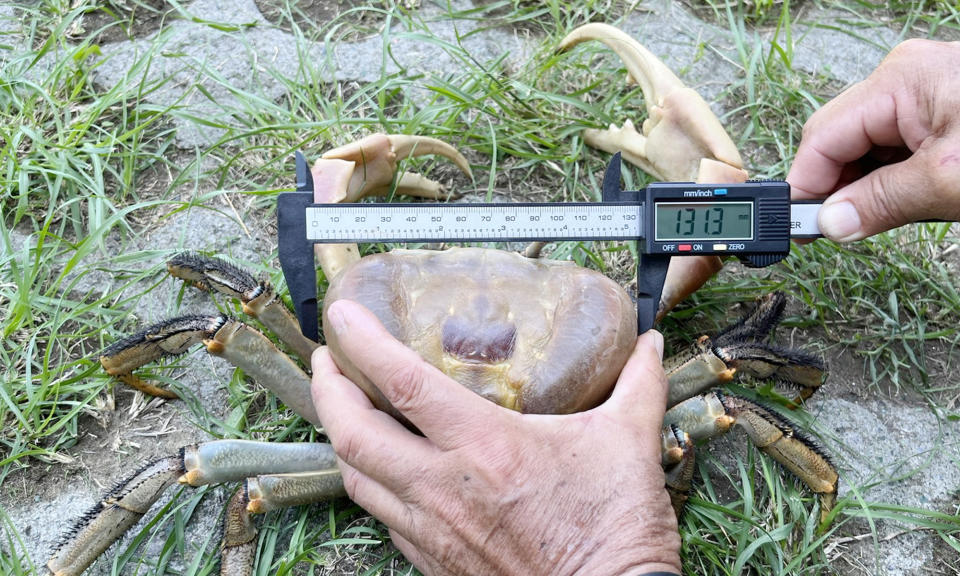 台江國家公園管理處保育研究課測量凶狠圓軸蟹的頭胸甲寬十三點一三公分。（記者陳治交攝）