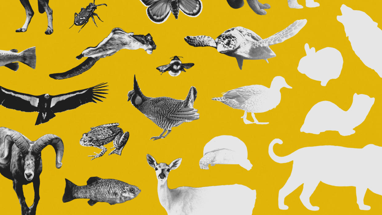 Photo illustration showing disappearing animals.