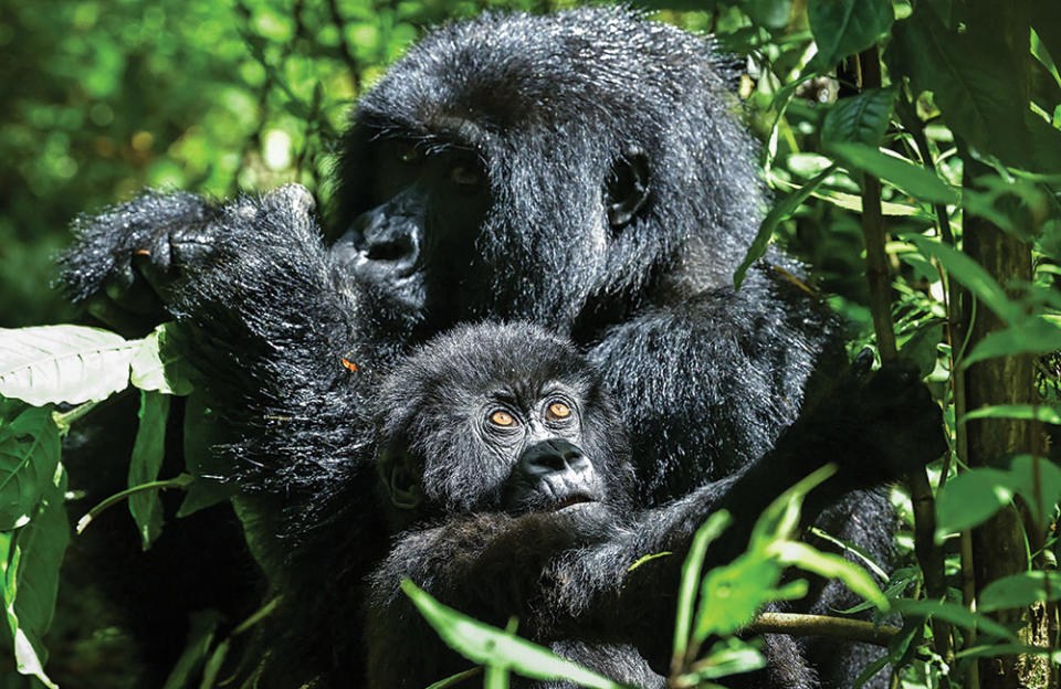 A mother gorilla and baby inside Volcanoes National Park. - Credit: Simon Maina/AFP/Getty Images