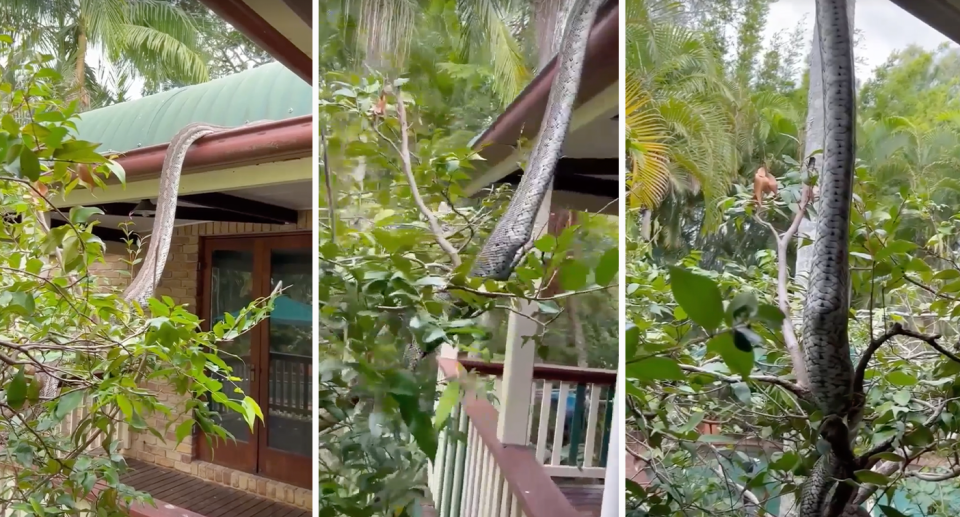 Three pictures showing a carpet python moving from a roof and gripping onto a tree. Source: Snake Catcher Dan. 