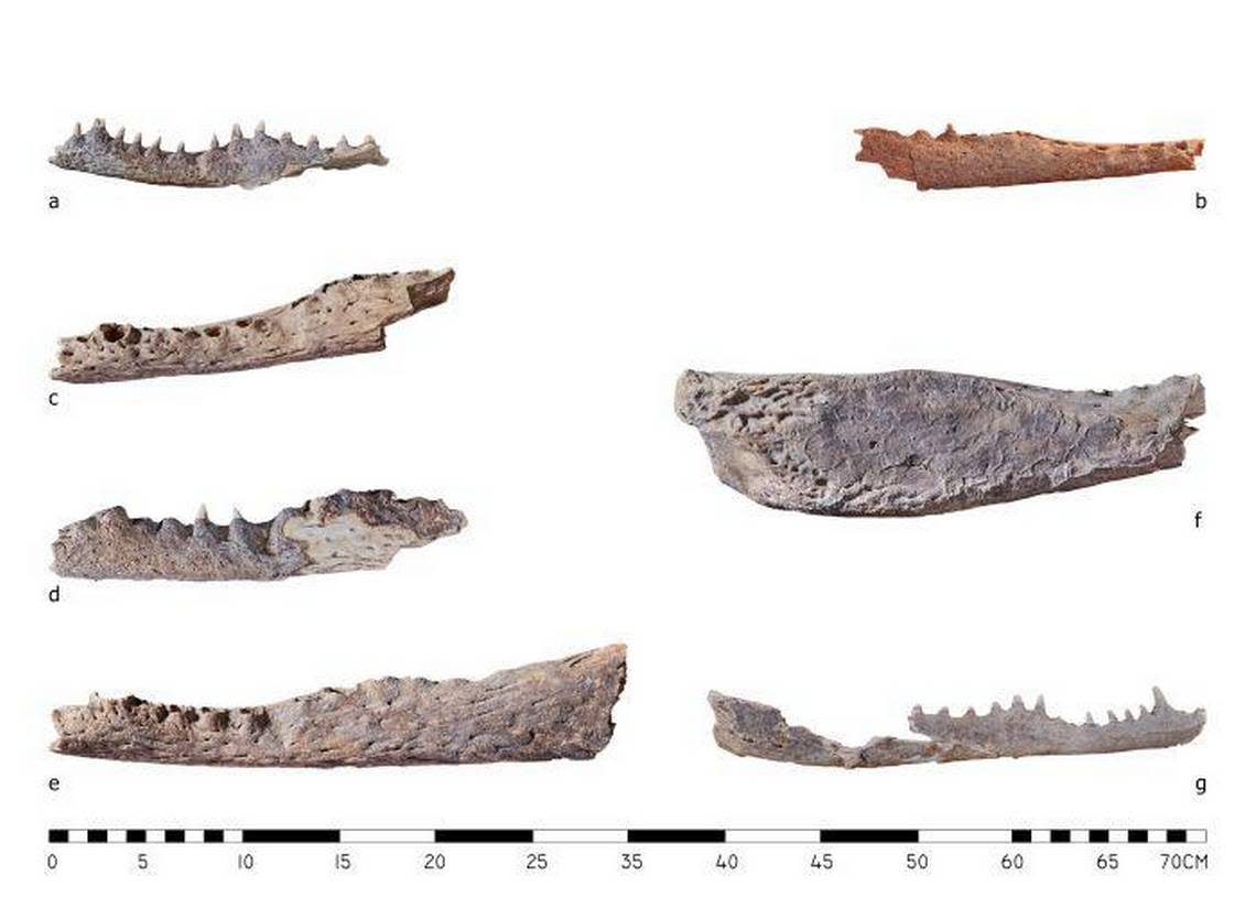 Crocodile jaw fragments found at the tombs.