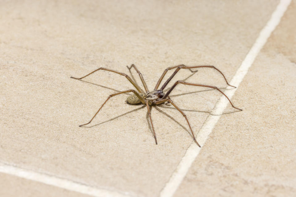 Spinnen als Greifwerkzeuge? Bei den Ig-Nobelpreise nicht ungewöhnlich (Bild: Getty Images)