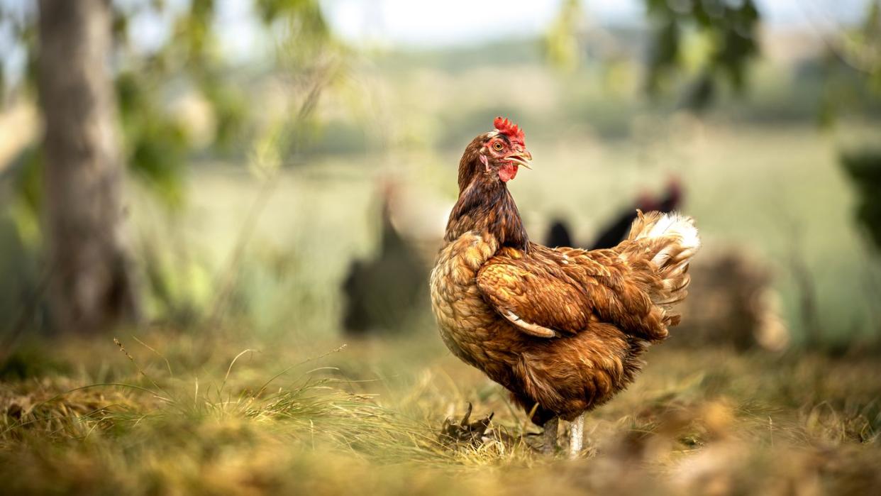 species appropriate keeping of chickens in the countryside