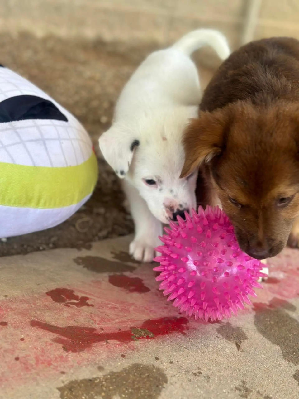 puppies rescued in texas