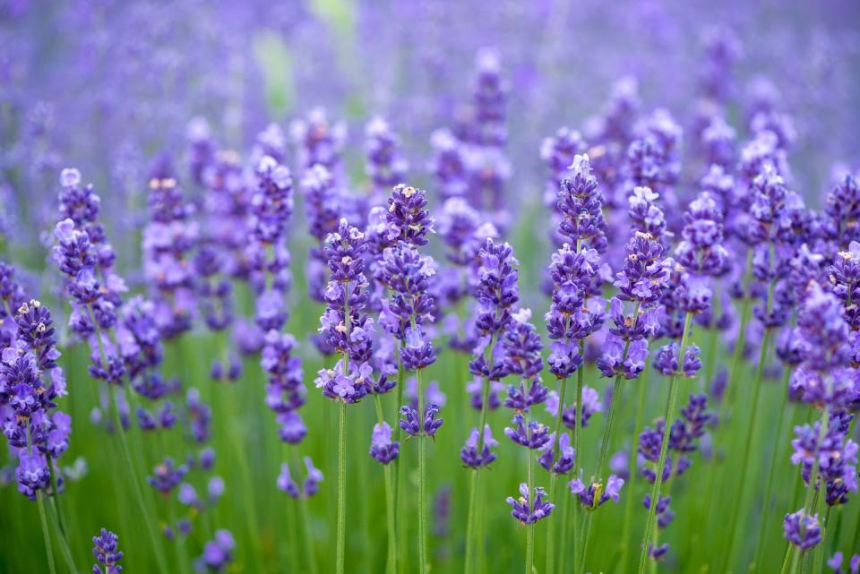 Flower, Flowering plant, English lavender, Lavender, Lavender, Plant, French lavender, Purple, Lavandula dentata, Violet, 