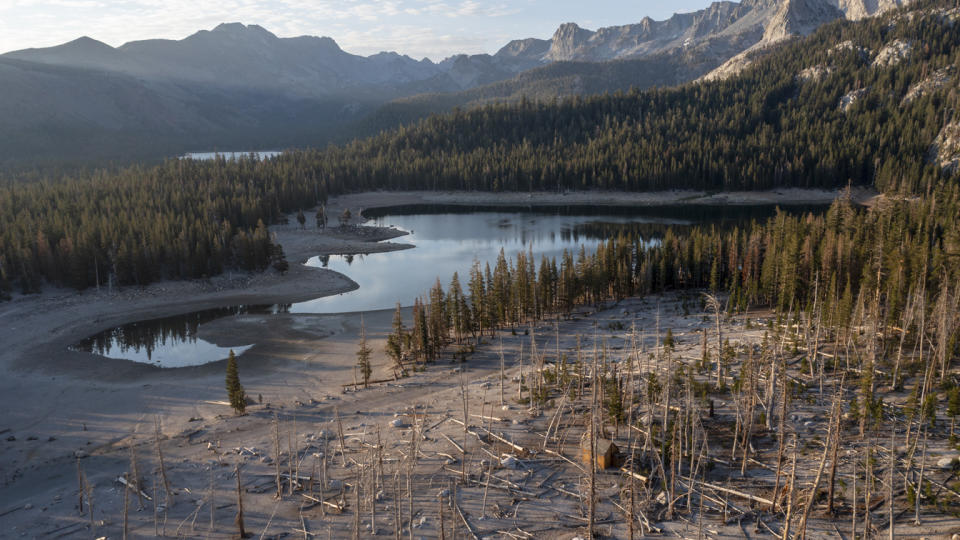 A sparse row of conifers on the shore of a lake, with a patchy area of dead trees and fallen tree trunks on the dessicated landbehind them.