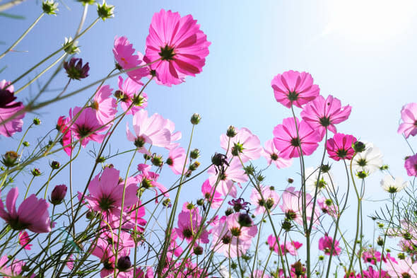 Beautiful pink flowers and Blue sky