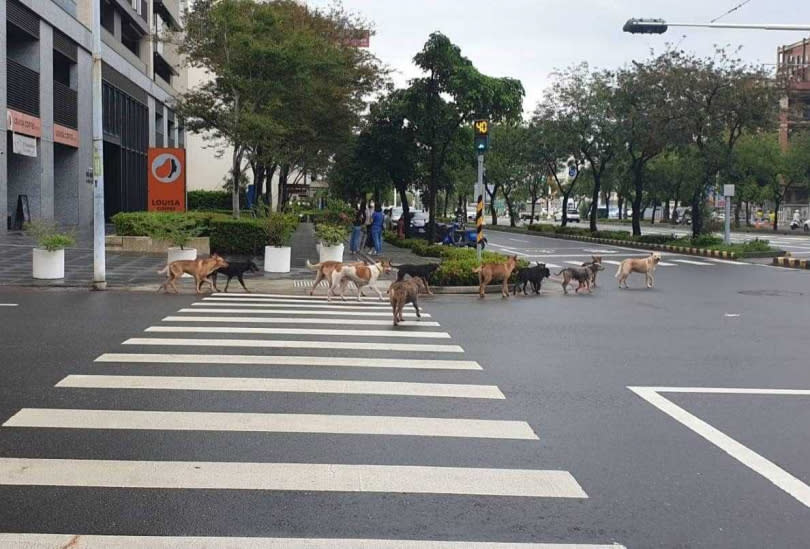 台南文元國小旁有10多隻流浪狗聚集，引發民眾擔憂。（圖／翻攝自台南府城大小事臉書）