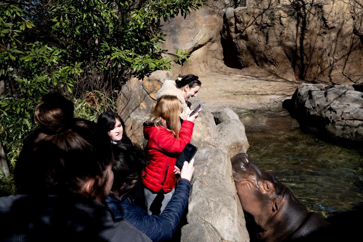 The Enquirer TikTok team works hard to create a video of the hippos at the Cincinnati Zoo & Botanical Garden.