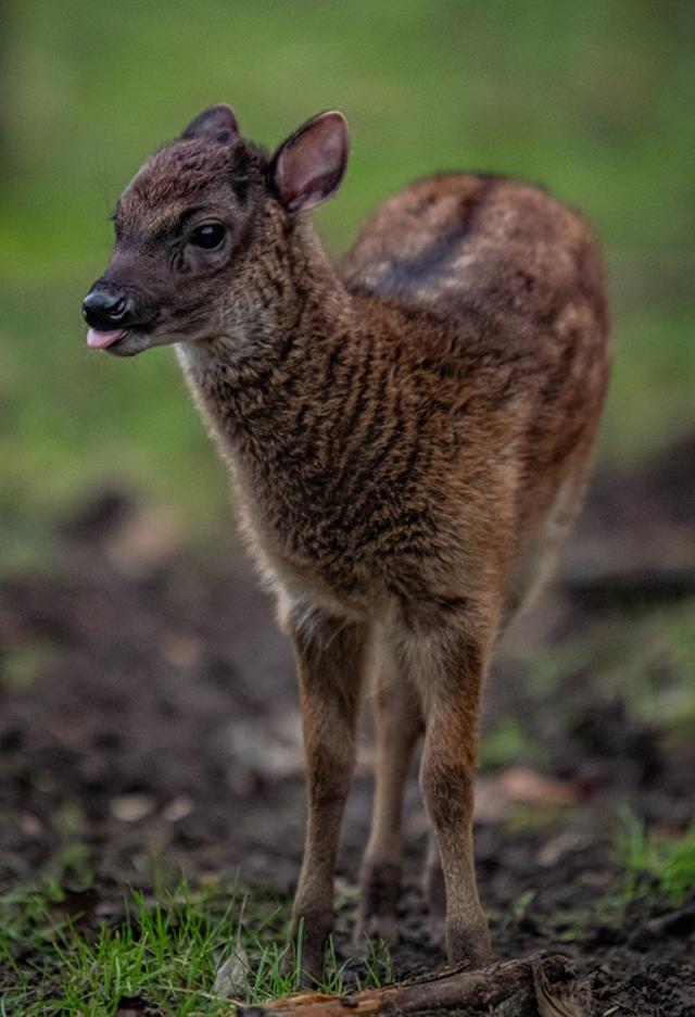 Highly endangered species of deer born at Chester Zoo - Yahoo Sports