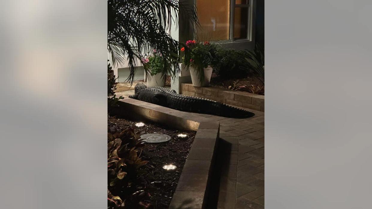 <div>An alligator showed up to the front door of a Viera woman's home on April 29, 2024. (Photo: Marie Landwermeyer)</div>