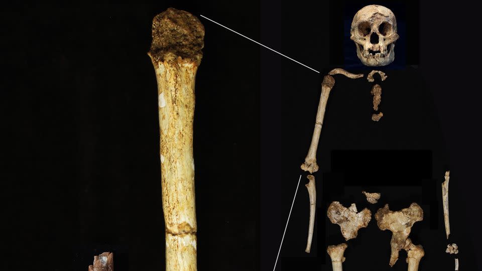 The Mata Menge humeral fragment (left) is shown at the same scale as the humerus of Homo floresiensis from Liang Bua. - Yousuke Kaifu