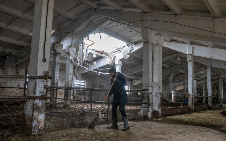  Lukashivka ,Chernihiv Oblast. Ukraine. Pic Shows the AE Naporivske farm which was attached by Russian forces during the occupation with some of their cattle being slaughtered and Russian soldiers who were based at the local church taking meat to make kebabs - Paul Grover/Telegraph