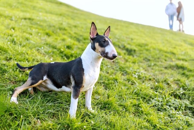 Gray pitbull and a red mini bull terrier running around the grass