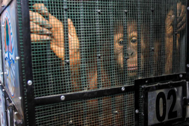 Orangutan, which was seized from the Thailand-Malaysia border 3 years ago, looks from a cage before being released into the forest at Sultan Thaha Saifuddin Airport