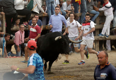 Revellers run in front of a bull, named "Pelado" during the Toro de la Pena, formerly known as Toro de la Vega (Bull of the Plain) festival, in Tordesillas, Spain, September 13, 2016. REUTERS/Andrea Comas