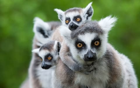 Madagascar, lemurs - Credit: istock