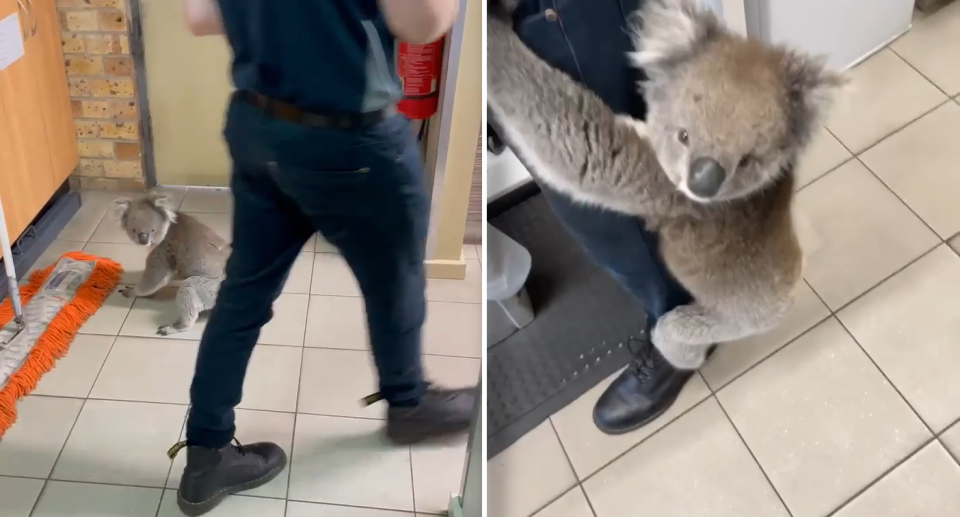 Two images of the koala behind the counter. Left - She's next to a mob in the service area. Right - she's clutching onto an employee's leg.