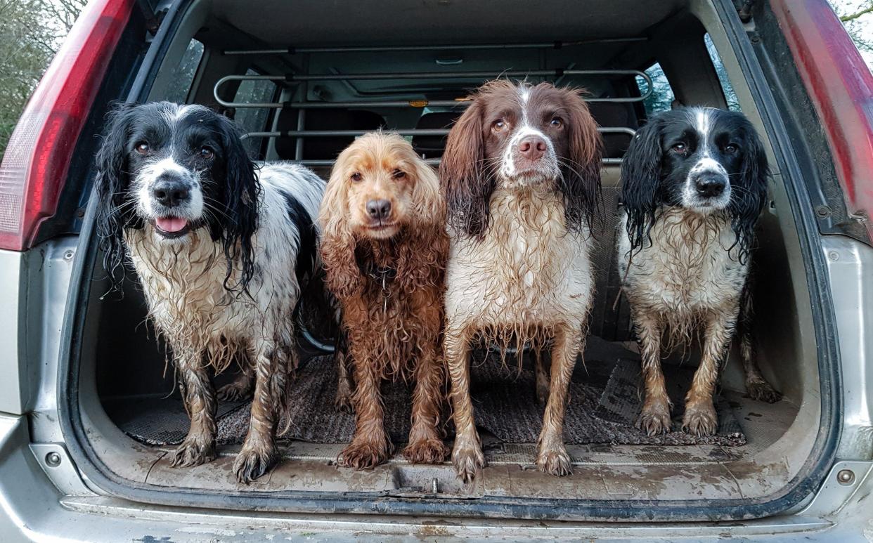 A Dacia, Mini or Seat Leon might work for you and your furry passengers