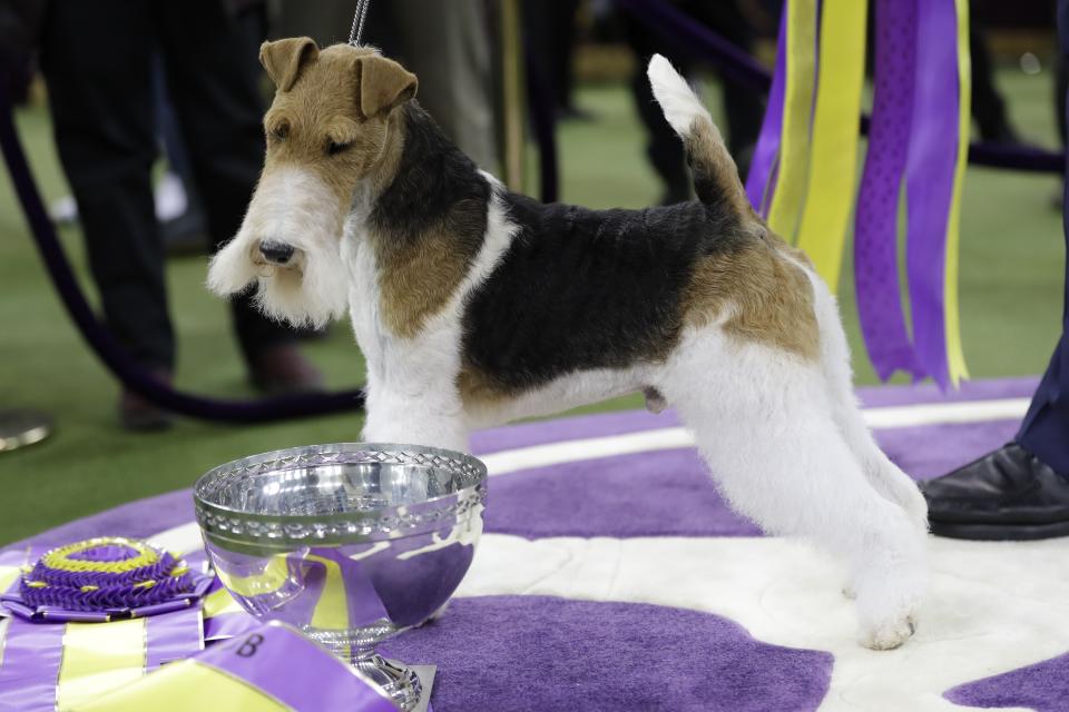 FILE - In this Feb. 12, 2019, file photo, King, a wire fox terrier, poses for photographs after winning Best in Show at the 143rd Westminster Kennel Club Dog Show in New York. Competition begins Saturday, Feb. 8, 2020 with the agility event that's open to mutts and everyone else. Breed judging for beagles, whippets and the newly welcomed Azawakh in the purebred portion of the show starts Sunday. (AP Photo/Frank Franklin II, File)