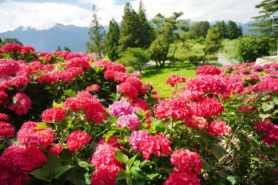 福壽山農場正值貓耳葉菊、繡球花盛開的季節，恰逢端午連假，不少民眾紛紛前往遊憩避暑。（記者陳金龍攝）