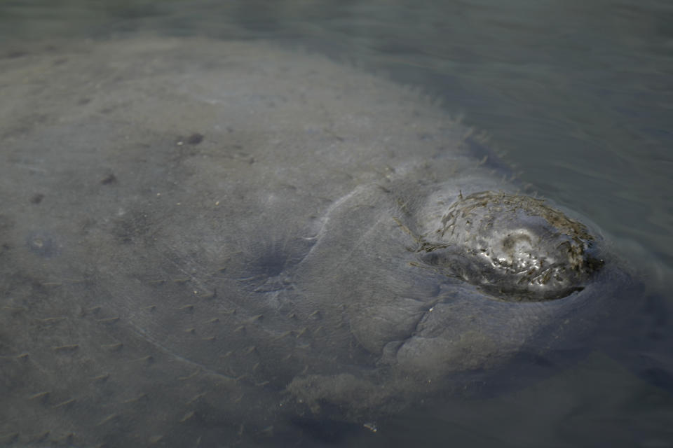 A manatee swims in a canal, Wednesday, Feb. 16, 2022, in Coral Gables, Fla. The round-tailed, snout-nosed animals popular with locals and tourists have suffered a major die-off because their preferred seagrass food source is disappearing due to water pollution from agricultural, urban, septic tank and other sources. (AP Photo/Rebecca Blackwell)