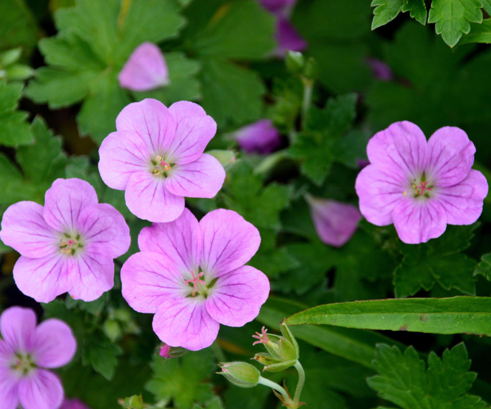 hardy geraniums Mavis Simpson flowering in border