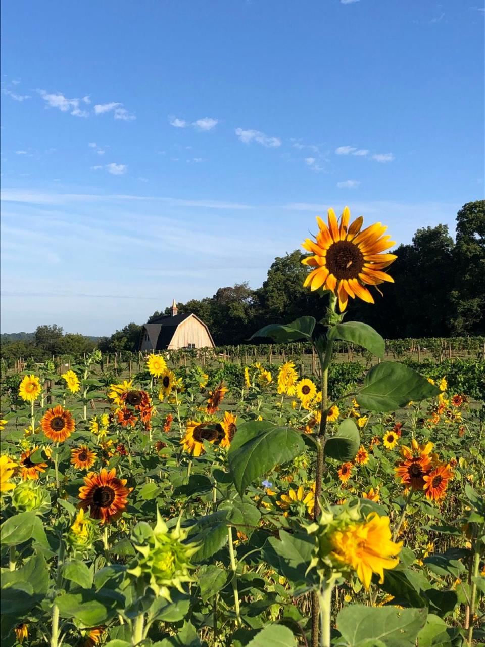 Liberty Grace Farms will host its Sunflower Festival this weekend, with opportunities for photo ops, flower picking, games and food/drinks.