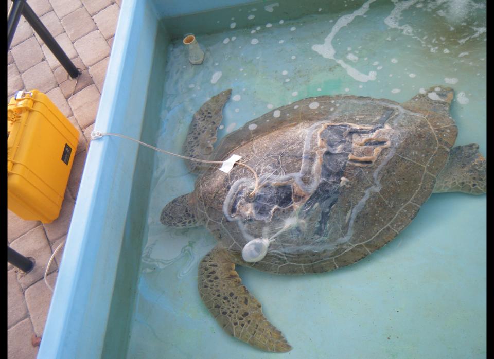 Thirteen months ago, Andre the turtle suffered massive injuries from boats that left a massive hole in his shell and the inside of his body exposed to the elements. However, thanks to some innovative treatments, including using orthodontic techniques to repair his shell and a vacuum treatment on open wounds, he is scheduled to be set free on Aug. 3.