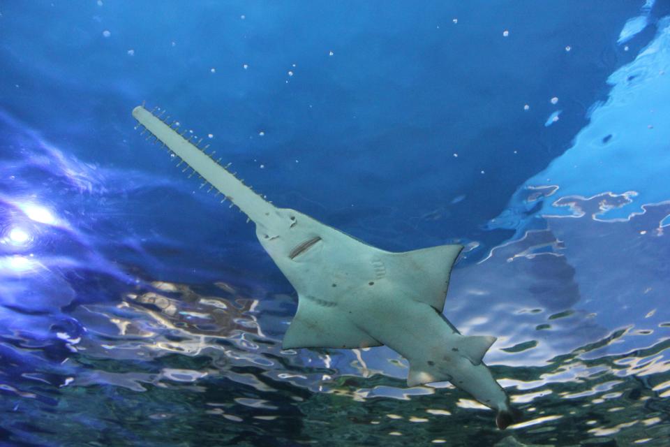 small toothed sawfish