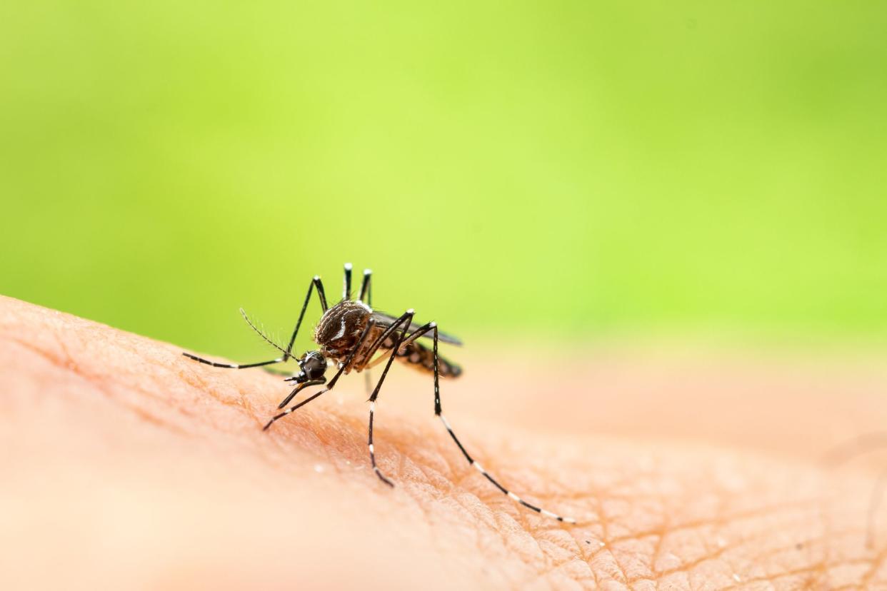 Aedes aegypti or yellow fever mosquito sucking blood on skin,Macro close up show markings on its legs and a marking in the form of a lyre on the upper surface of its thorax