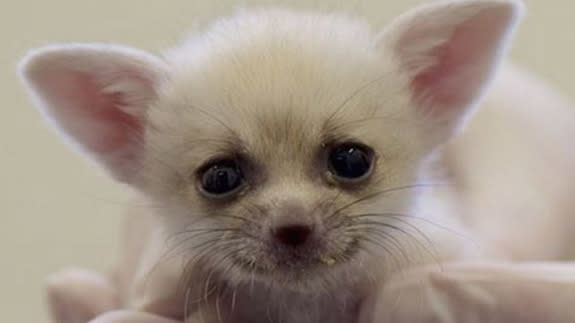 white fennec fox baby