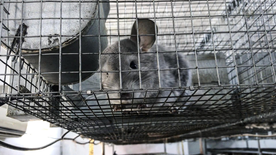 In this undated 2021 photo provided by Humane Society International/Europe, a chinchilla sits inside a cage where it is bred for fur at an undisclosed location in Romania. An animal welfare charity says an undercover investigation has uncovered cruel and allegedly illegal practices in Romania's chinchilla fur farms. Humane Society International has now appealed to Romania's prime minister to “stop this atrocious suffering in the name of fashion” and completely ban fur farming in the Eastern European country. (Humane Society International/Europe via AP)