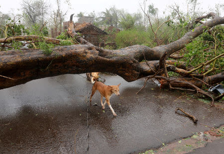 A dog walks under an uprooted tree following Cyclone Fani in Khordha district, in Odisha, India, May 3, 2019. REUTERS/R Narendra